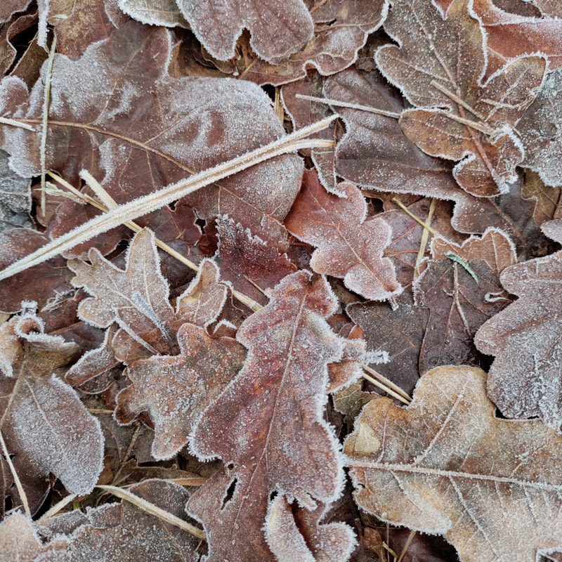 Frostbelagte blade i rustrøde og brune toner på skovbunden i vinterlys